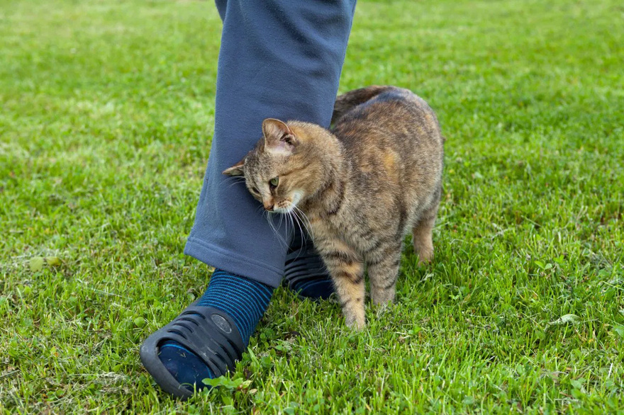 Behavior: My cat is rubbing and scratching against me… What does it mean?
