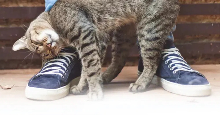 Behavior: My cat is rubbing and scratching against me… What does it mean?