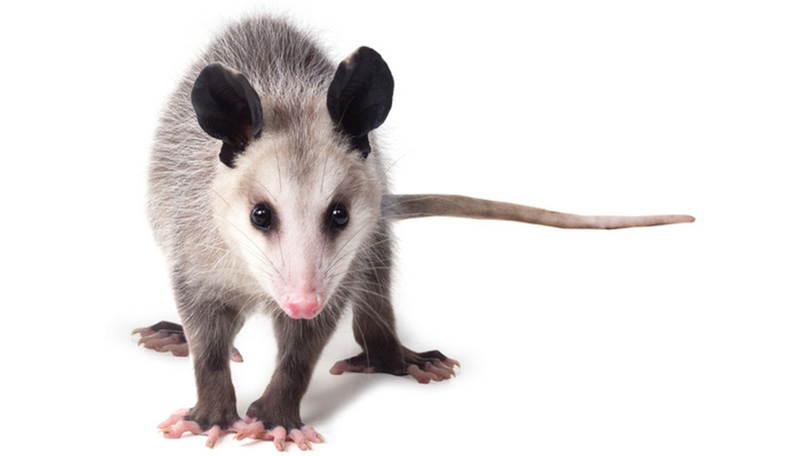 5 Creatures That Can Crawl In Through Your Toilet and How to Stop Them