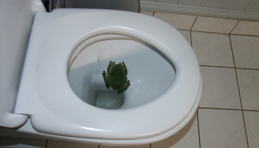 5 Creatures That Can Crawl In Through Your Toilet and How to Stop Them