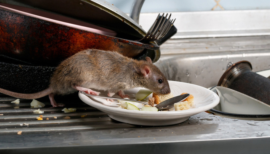 5 Creatures That Can Crawl In Through Your Toilet and How to Stop Them