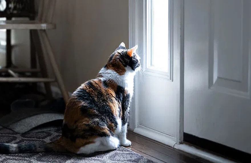 Why a cat leaves home and doesn’t come back: 7 common reasons