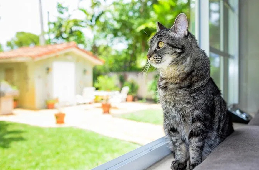 Why a cat leaves home and doesn’t come back: 7 common reasons