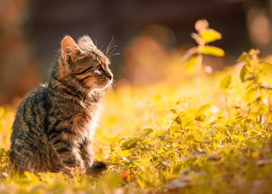 Why a cat leaves home and doesn’t come back: 7 common reasons