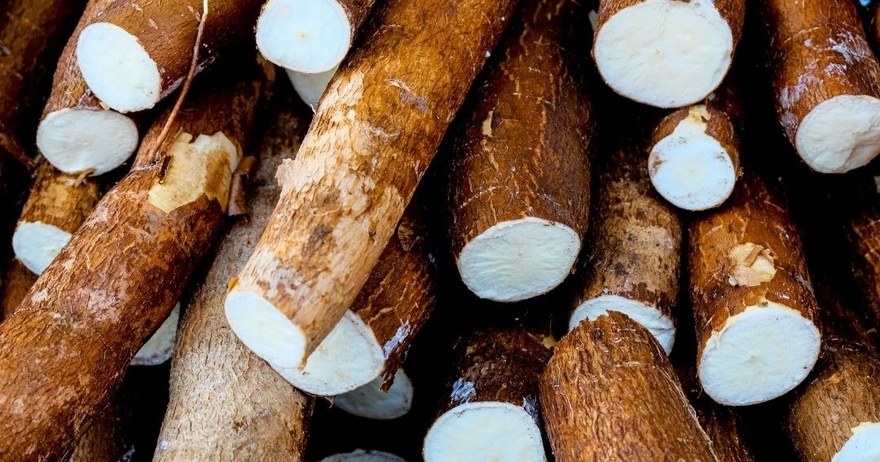 Over 200 People Are Killed By The “World’s Deadliest Food” Every Year, But Almost 500 Million People Still Eat It