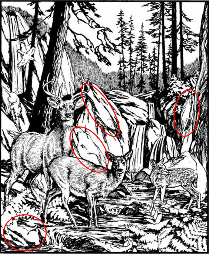 Find Dog, Pie, Fish, Dog Head.