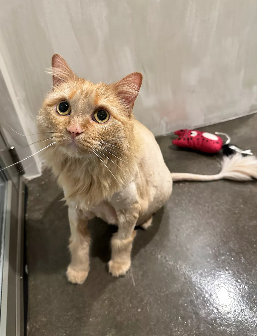 Woman Cares for Foster Cat at Just 3 Days Old. 4 Years Later, She Gets a Heartbreaking Call from the Shelter