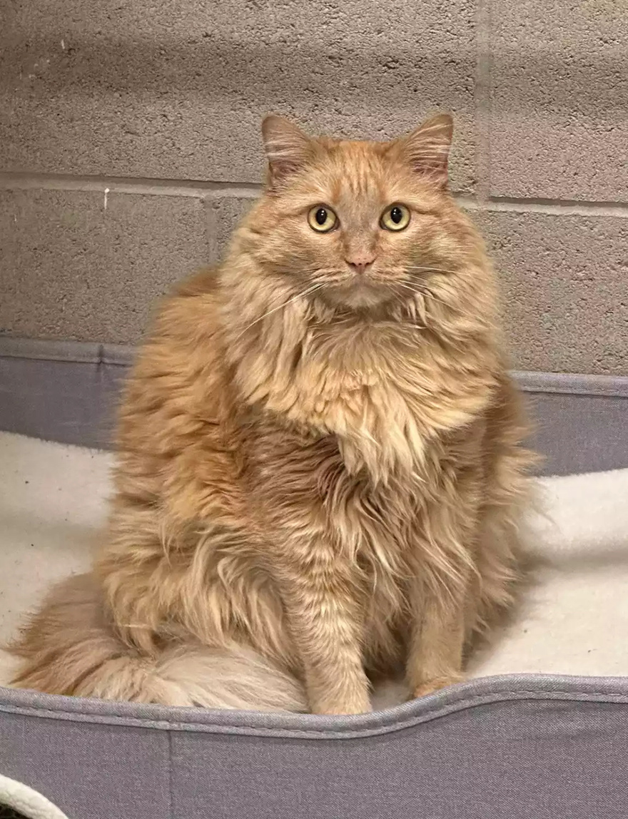 Woman Cares for Foster Cat at Just 3 Days Old. 4 Years Later, She Gets a Heartbreaking Call from the Shelter