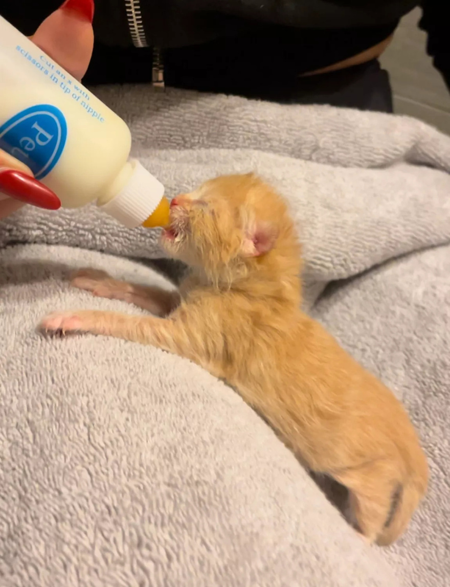 Woman Cares for Foster Cat at Just 3 Days Old. 4 Years Later, She Gets a Heartbreaking Call from the Shelter