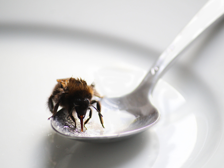 If you spot a sugary spoon in your yard, you had better know what it means