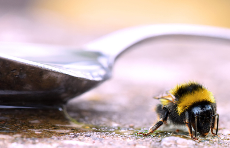 If you spot a sugary spoon in your yard, you had better know what it means