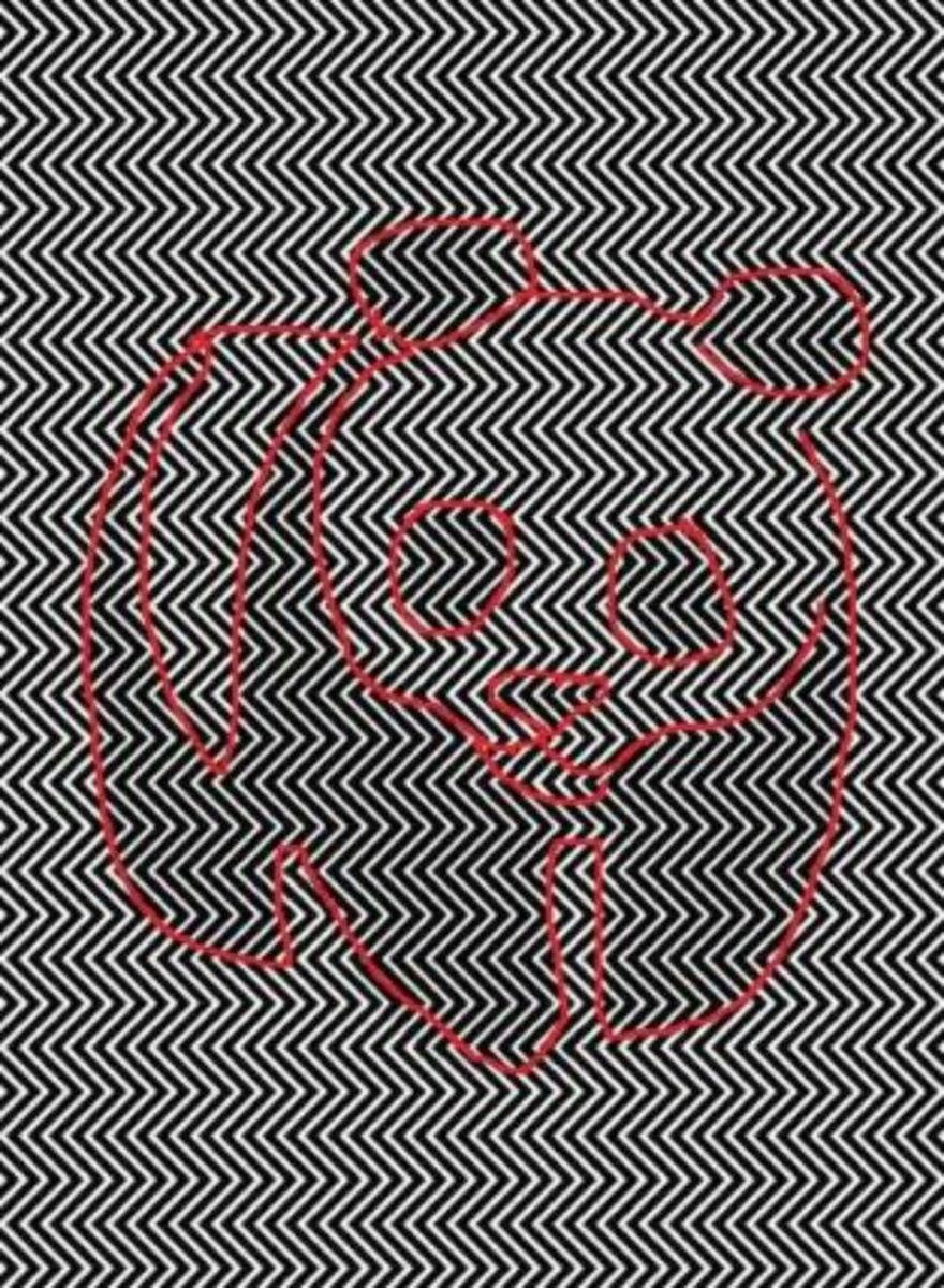 Think You Have Sharp Eyes? Find the Animal That’s Fooling Everyone
