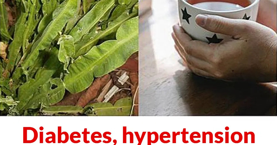 Diabetes, hypertension and fatty liver: Discover all the benefits of this tea