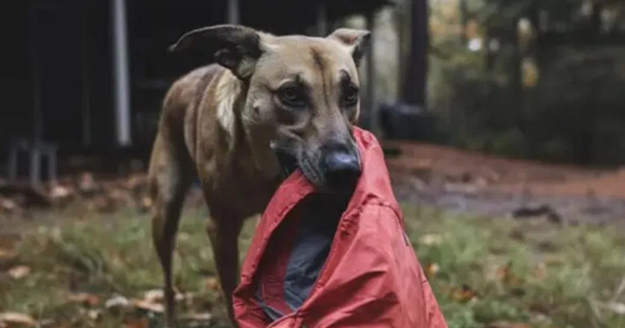 Four Years after My Husband Went Missing, a Dog Brought Me the Jacket He Was Wearing on the Day He Disappeared