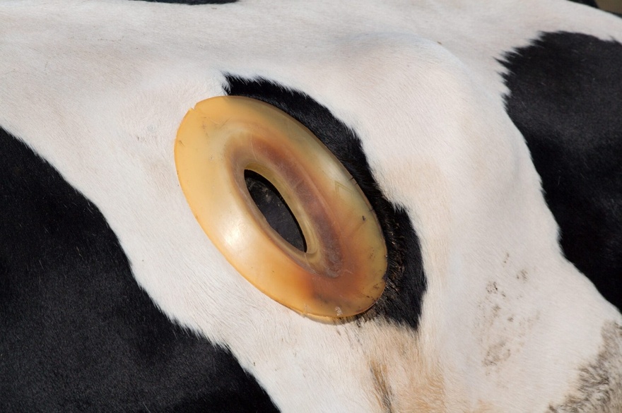 What are portholes on cows, and why do they exist?