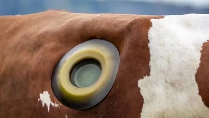 What are portholes on cows, and why do they exist?