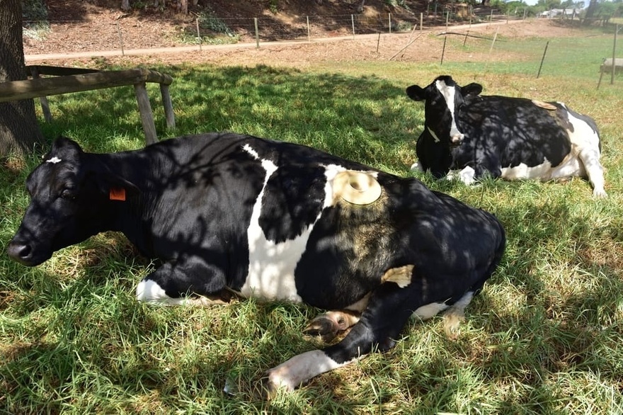 What are portholes on cows, and why do they exist?
