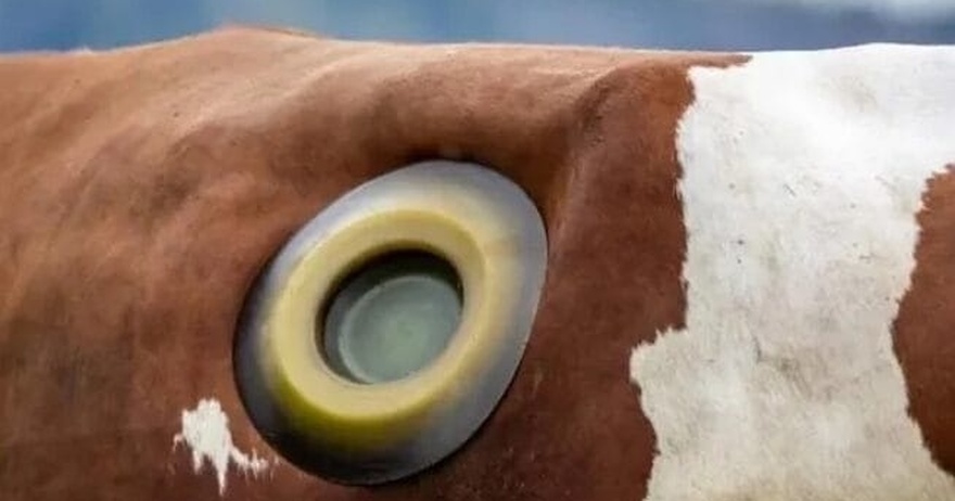 What are portholes on cows, and why do they exist?