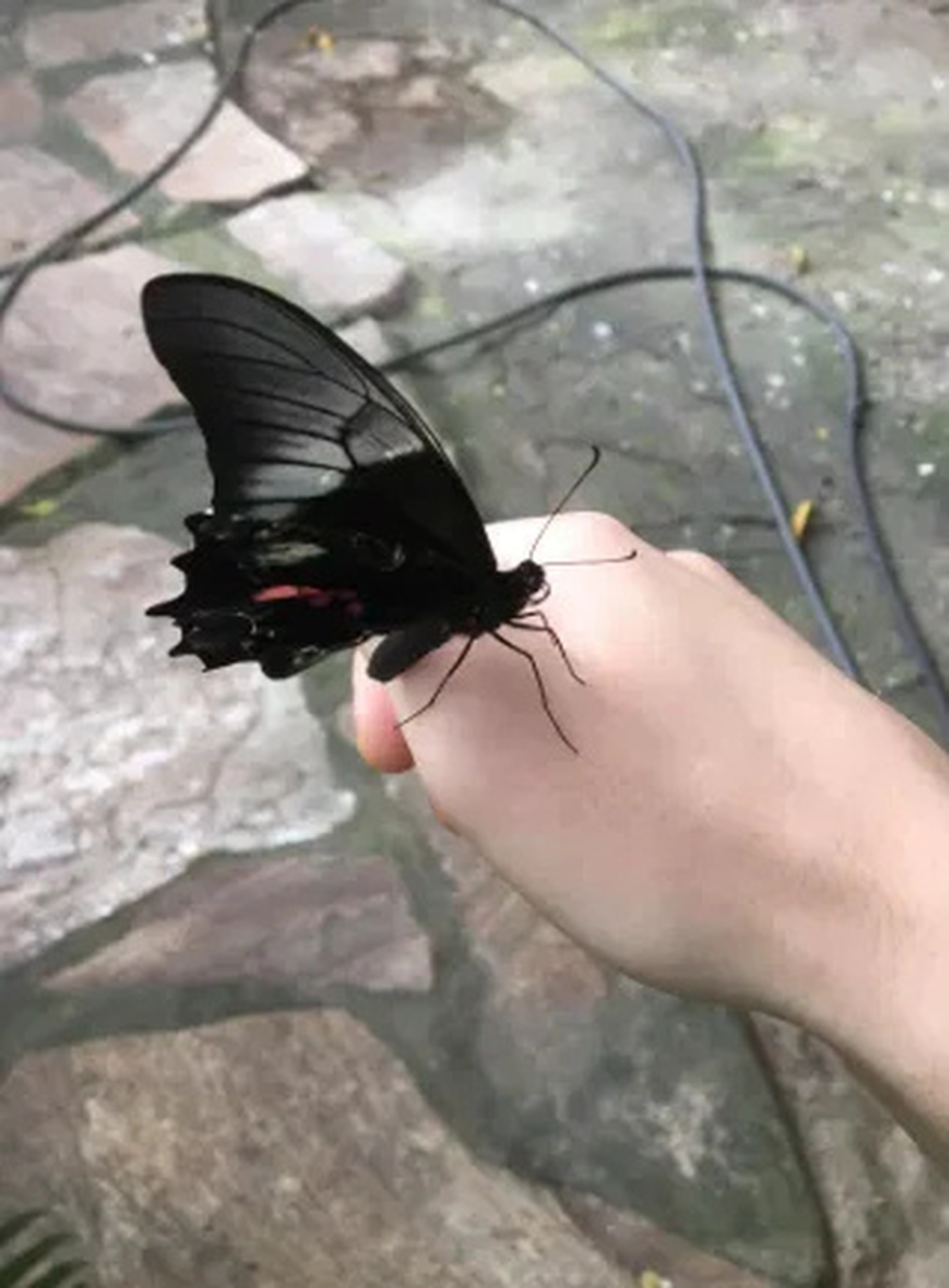 True meaning when black butterflies visit you