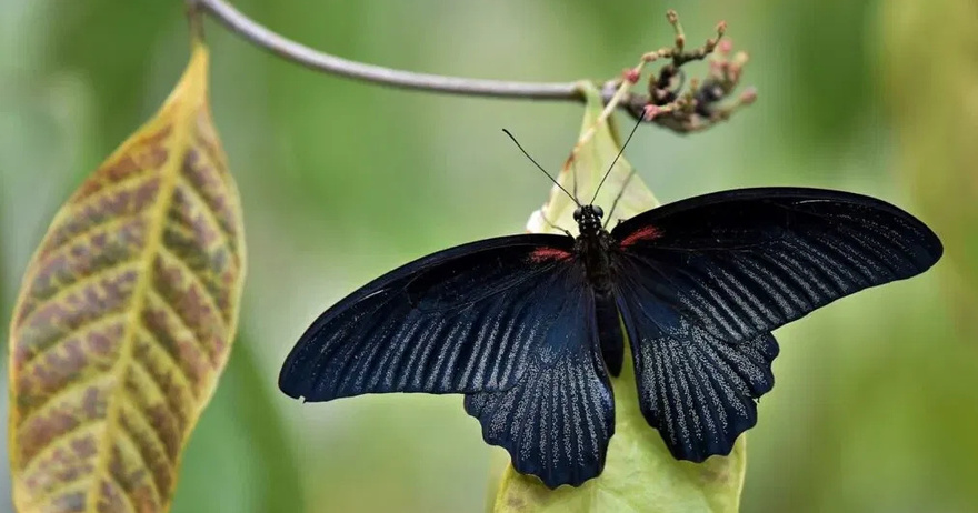 True meaning when black butterflies visit you