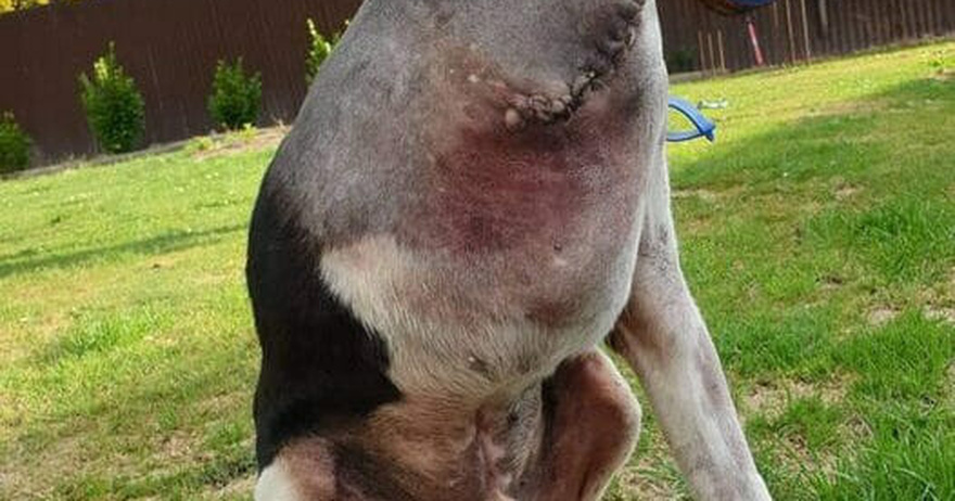 Perplexing picture of ‘headless’ dog leaves people baffled