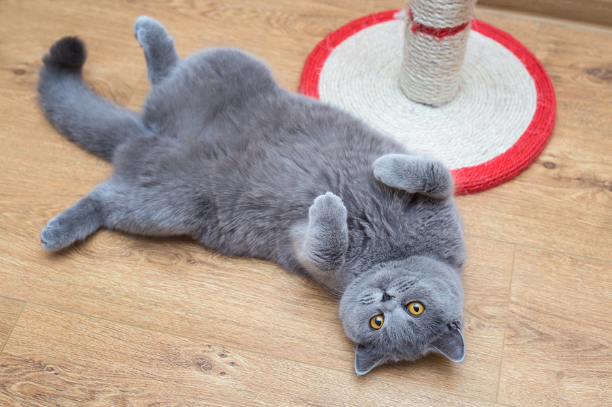Understanding a Cat’s Behavior: Why Does It Rub and Scratch Against You?