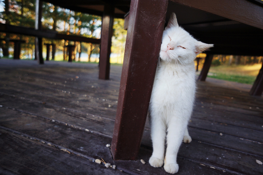 Understanding a Cat’s Behavior: Why Does It Rub and Scratch Against You?