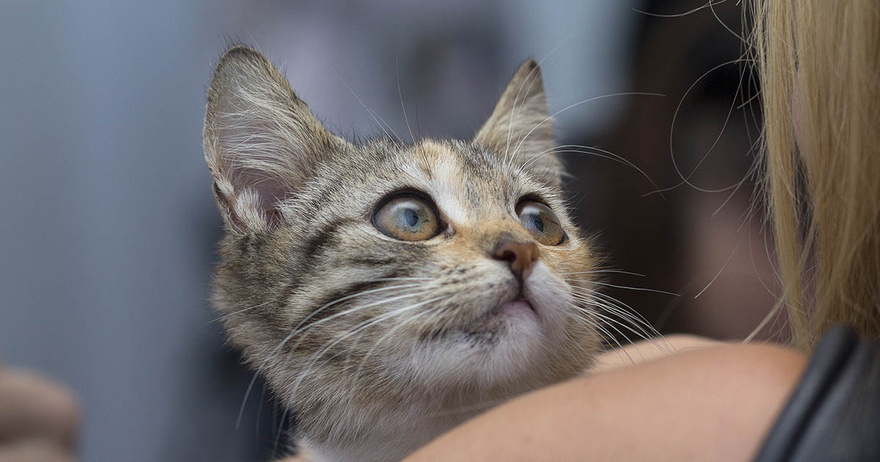 Understanding a Cat’s Behavior: Why Does It Rub and Scratch Against You?