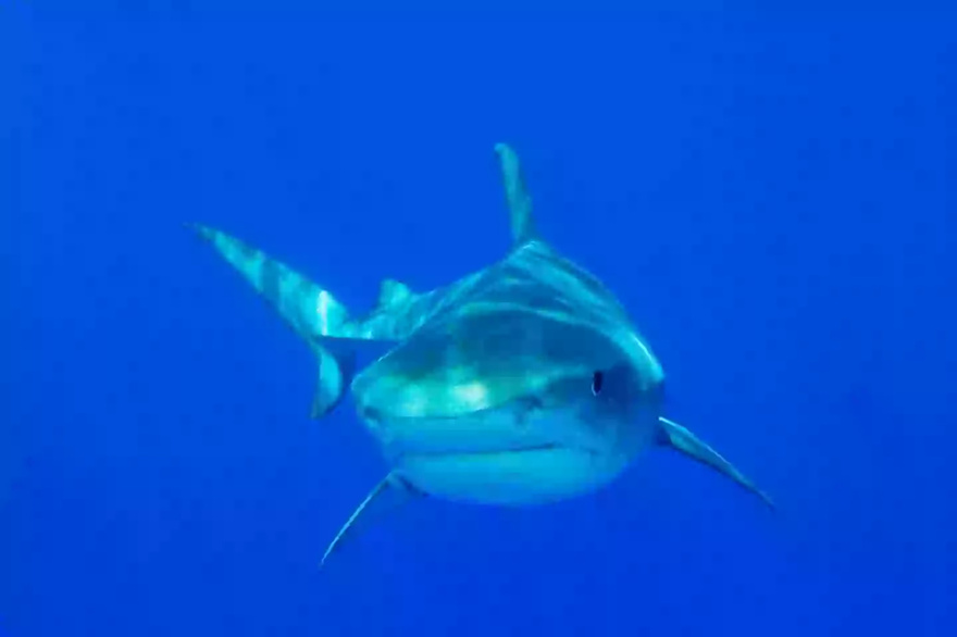 Woman’s hands are bitten off by shark after she ‘tried to take a photo of animal’