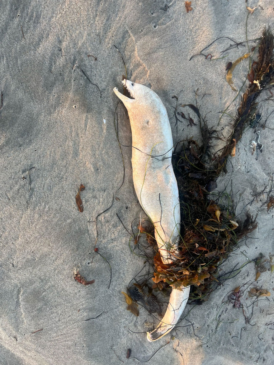 ‘Horrifyingly goofy’ creature washes onto Southern California beach