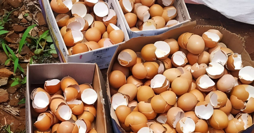 Don’t Toss Those Eggshells: 17 Ways to Reuse Them