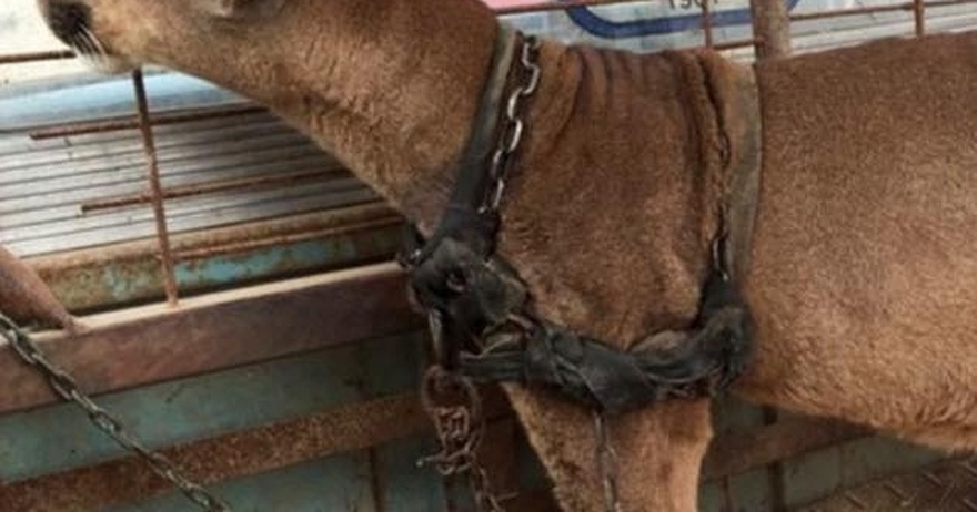 Circus puma lived in old pickup truck for 20 years: Just watch his reaction when he’s rescued!