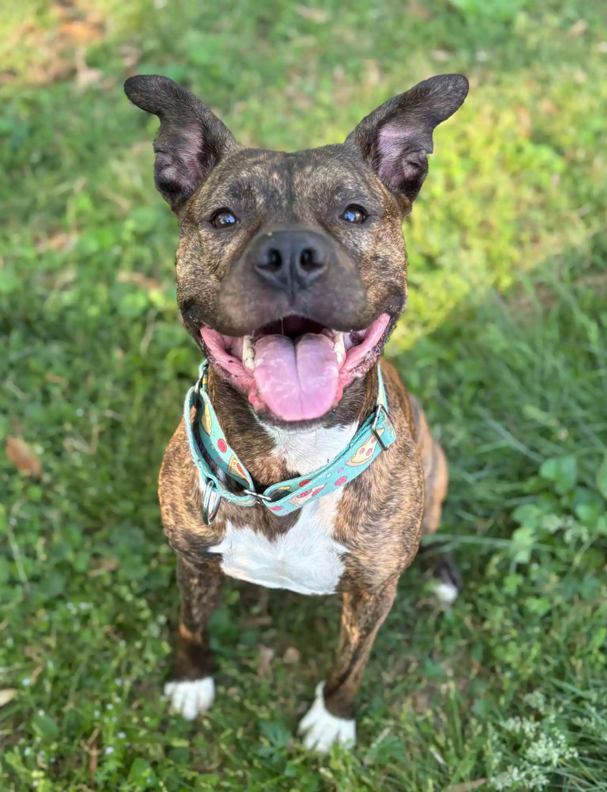 Pit Bull Mix Found Abandoned in Snowstorm with Emotional Note from Dog’s Former Owner