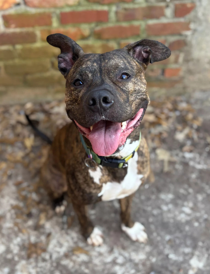 Pit Bull Mix Found Abandoned in Snowstorm with Emotional Note from Dog’s Former Owner