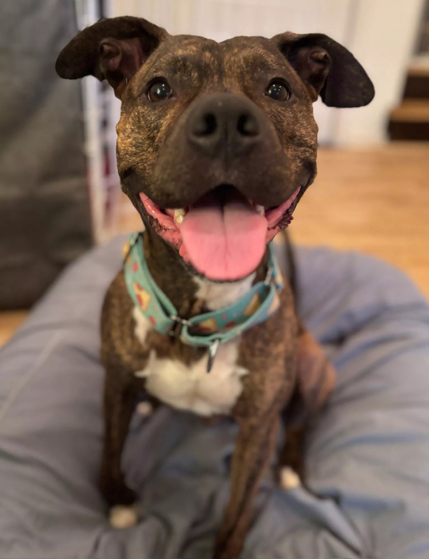 Pit Bull Mix Found Abandoned in Snowstorm with Emotional Note from Dog’s Former Owner