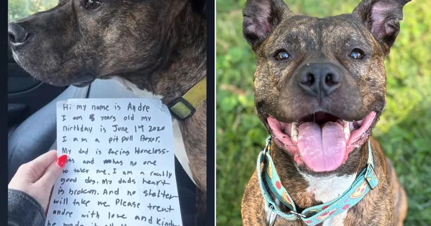 Pit Bull Mix Found Abandoned in Snowstorm with Emotional Note from Dog’s Former Owner