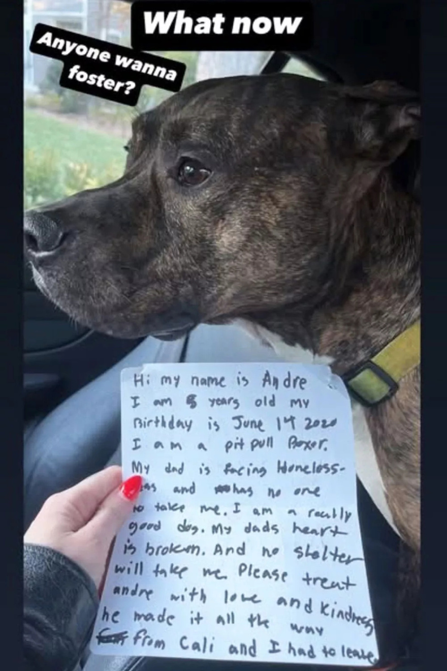 Pit Bull Mix Found Abandoned in Snowstorm with Emotional Note from Dog’s Former Owner