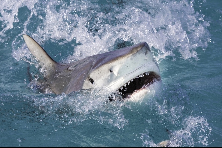 Tourist loses both her hands in horror shark attack