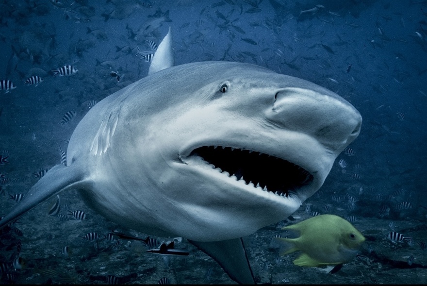 Tourist loses both her hands in horror shark attack