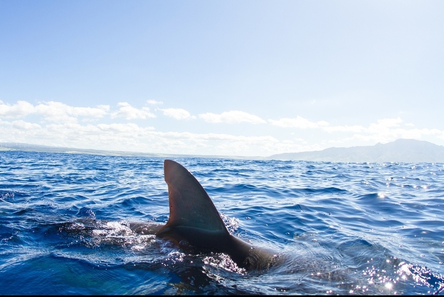 Tourist loses both her hands in horror shark attack