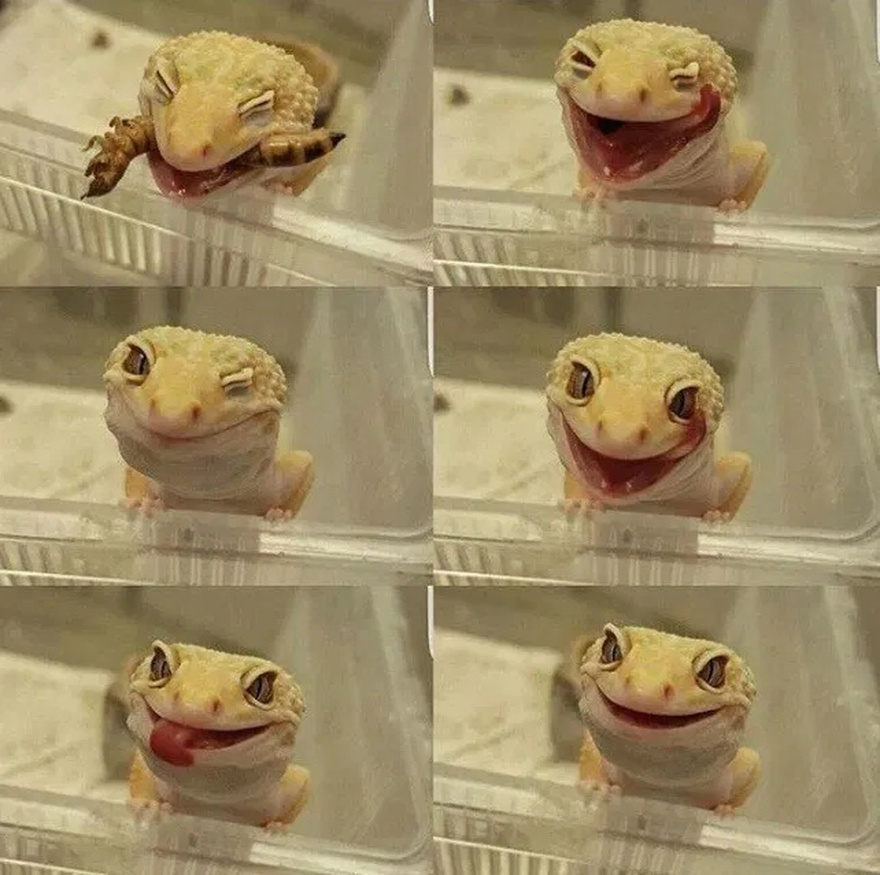 Why You Should Never Chase Away This Creature If You Find One Inside Your House
