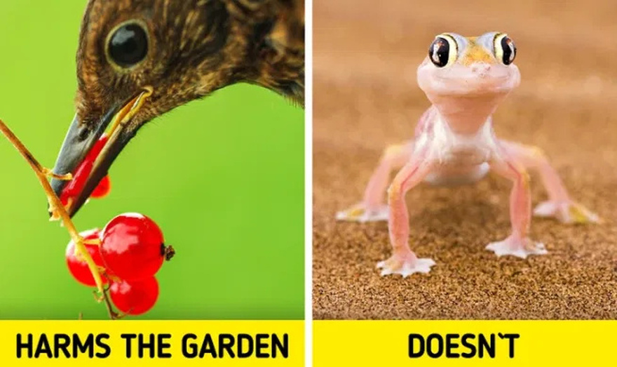 Why You Should Never Chase Away This Creature If You Find One Inside Your House