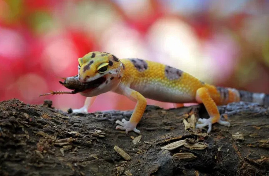 Why You Should Never Chase Away This Creature If You Find One Inside Your House