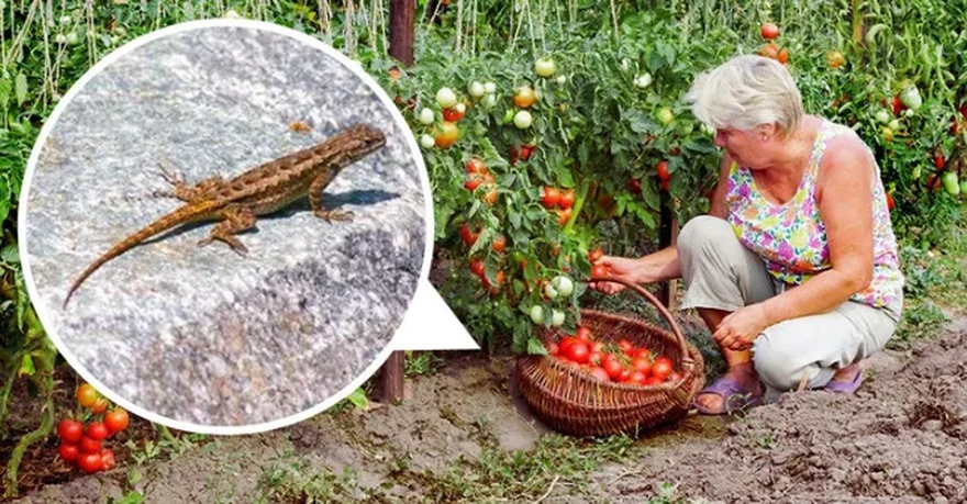 Why You Should Never Chase Away This Creature If You Find One Inside Your House