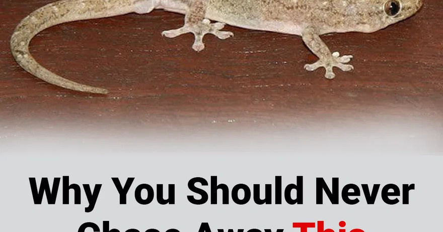 Why You Should Never Chase Away This Creature If You Find One Inside Your House