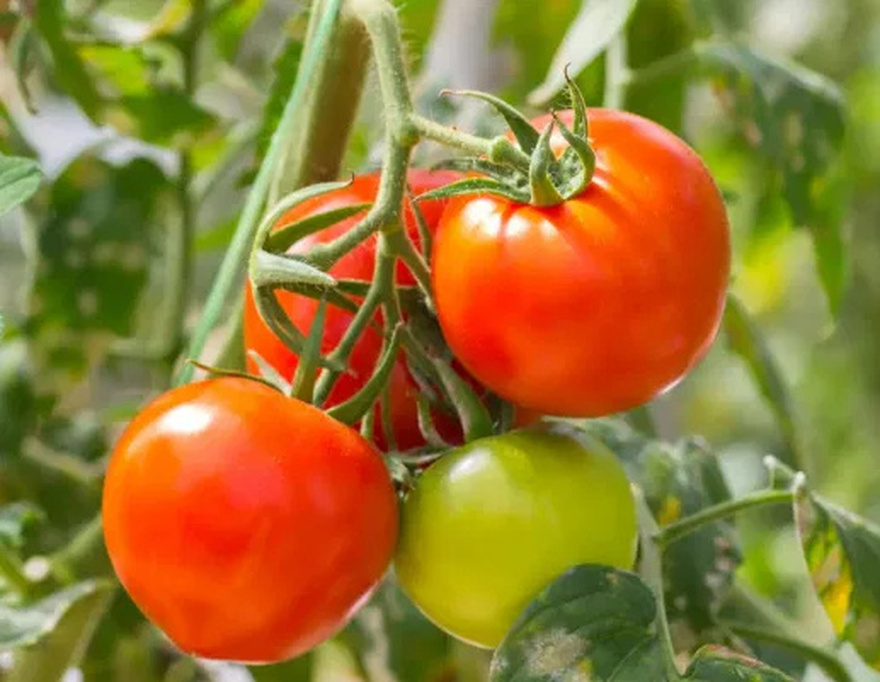 Tomato for Skin: The Natural Key to Radiant, Acne-Free Skin