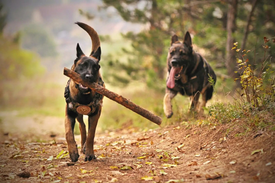 The reason dogs often chase people