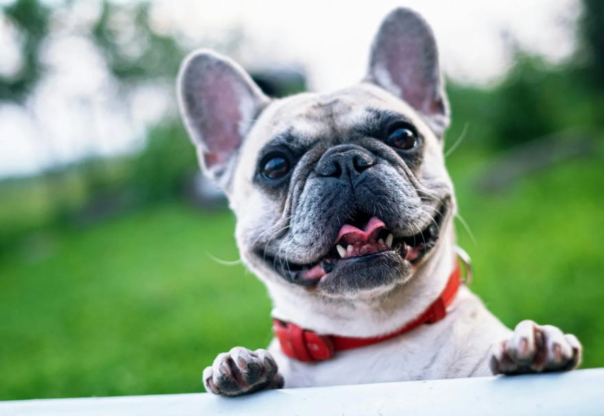 The reason dogs often chase people