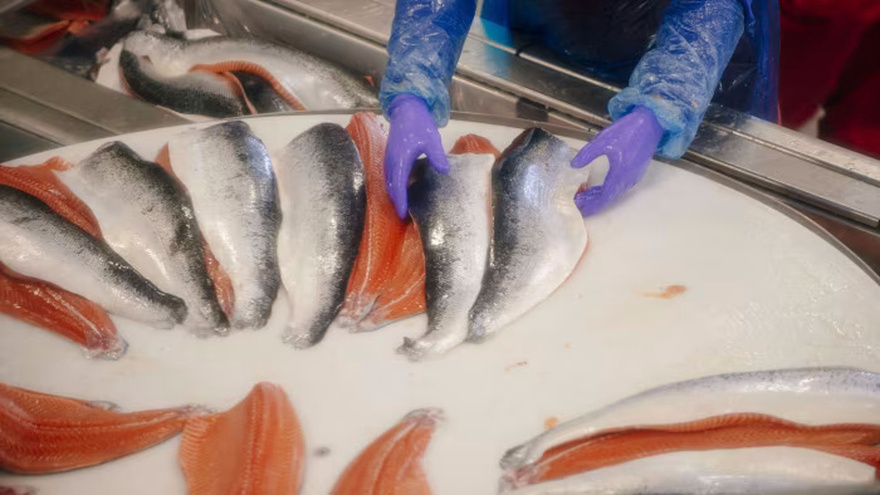 Why Nobody Should Be Eating Salmon Anymore