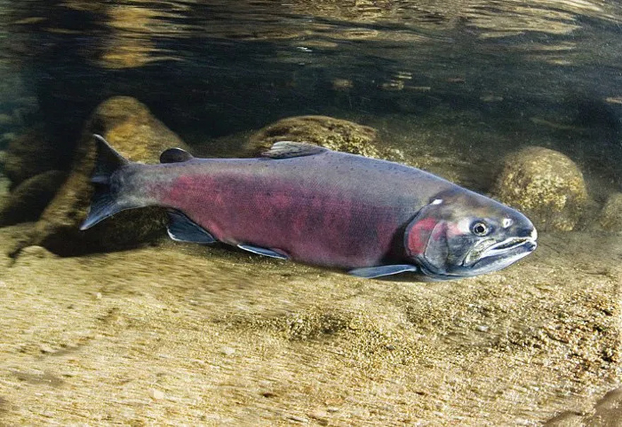 Why Nobody Should Be Eating Salmon Anymore